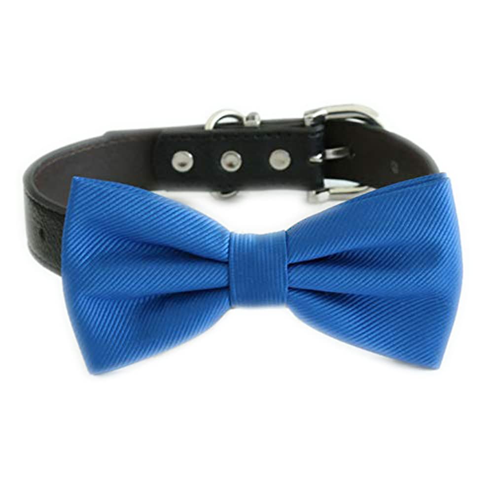 Royal blue dog bow tie collar with adjustable black vegan leather strap and silver-tone hardware.