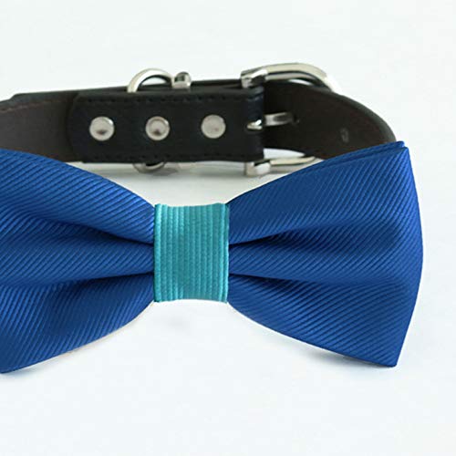 Royal blue dog bow tie with teal center accent attached to a black vegan leather collar.