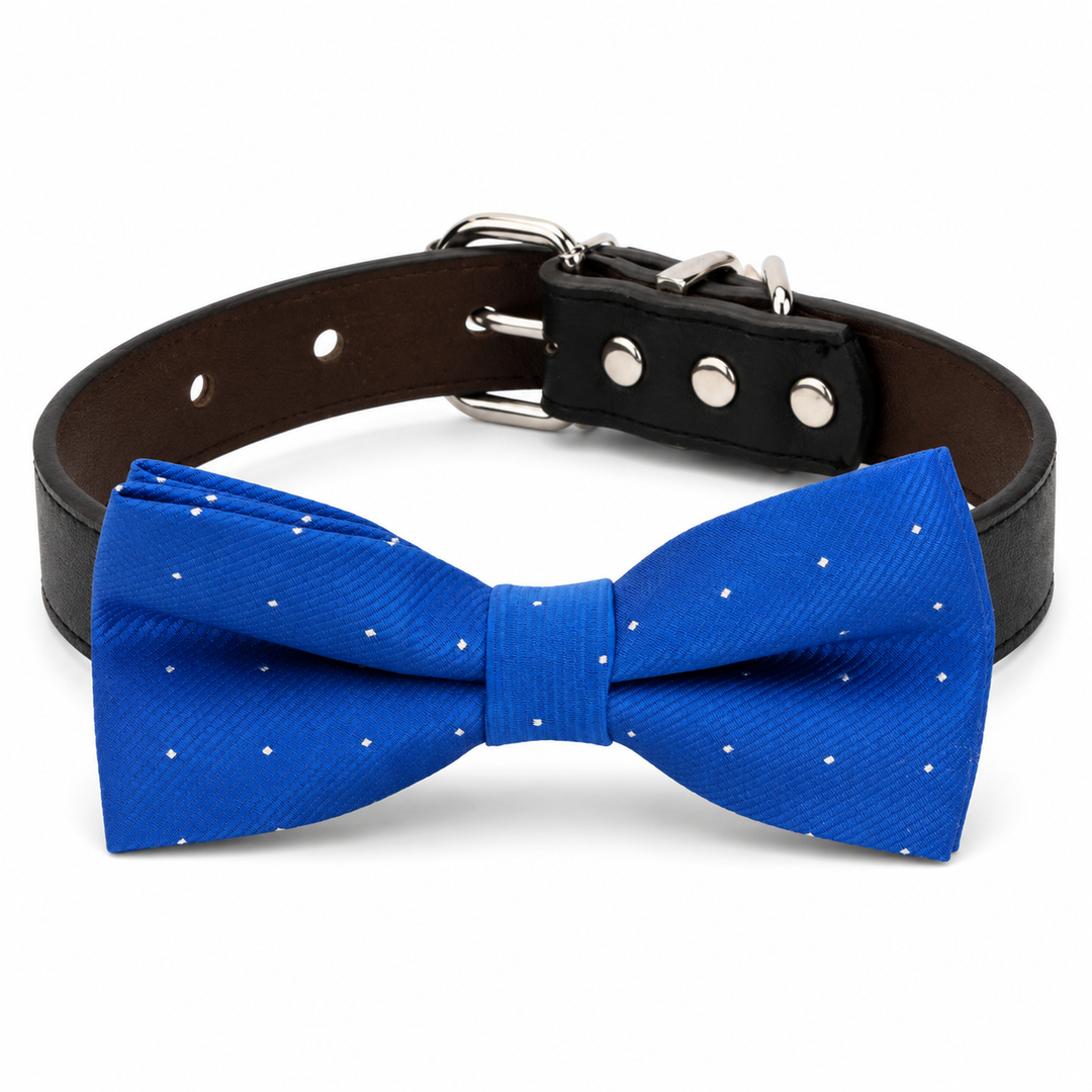 Royal blue micro dot dog bow tie collar with black vegan leather collar and silver-tone hardware