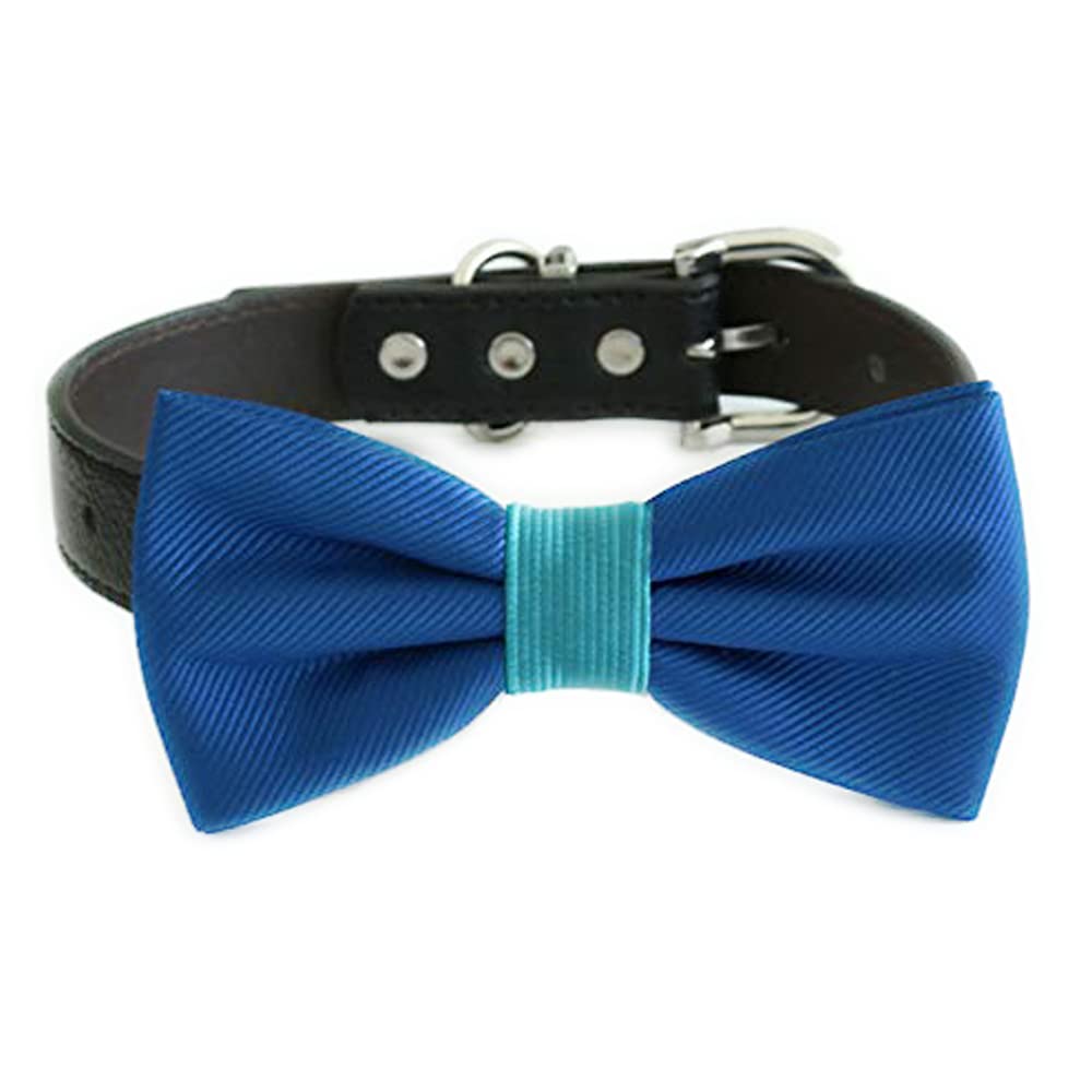 Royal blue dog bow tie collar with teal center band and adjustable black vegan leather strap.