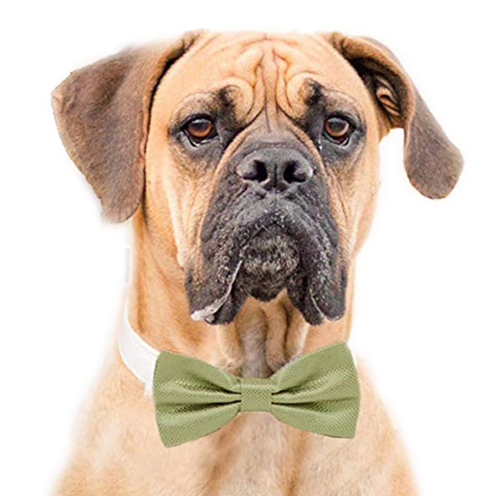 Dog wearing a sage green bow tie collar with a white vegan leather collar.