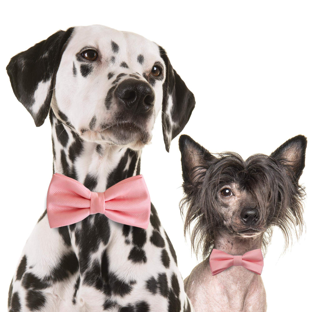Dalmatian and Chinese Crested dogs wearing matching soft pink satin bow tie collars.