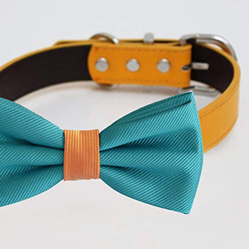 Close-up of a turquoise blue dog bow tie with orange center accent and matching orange collar.