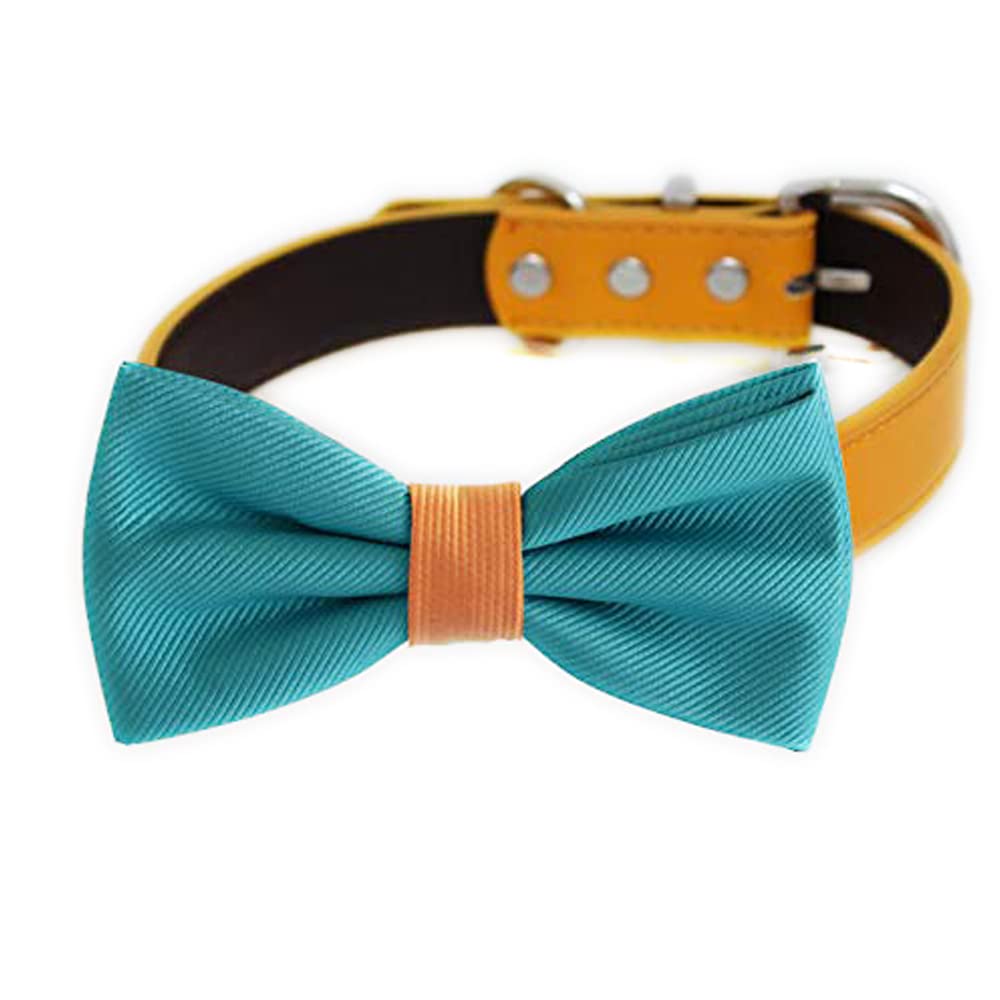 Turquoise blue dog bow tie collar featuring an orange center band and orange vegan leather collar.