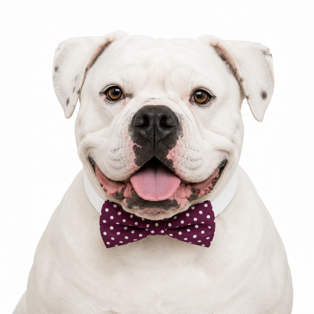White bulldog wearing a burgundy polka dot bow tie attached to a white vegan leather dog collar on a clean background