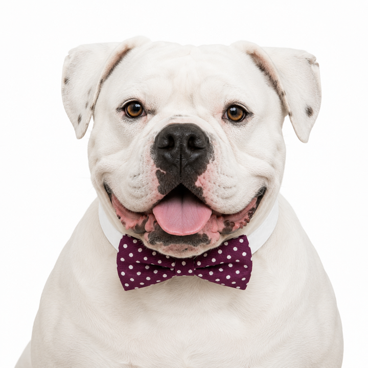 White bulldog wearing a burgundy polka dot bow tie attached to a white vegan leather dog collar on a clean background