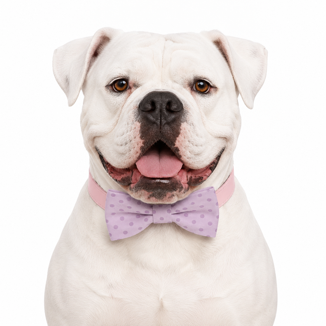 White bulldog wearing a lilac polka dot dog bow tie collar with soft pink vegan leather collar and playful dotted design