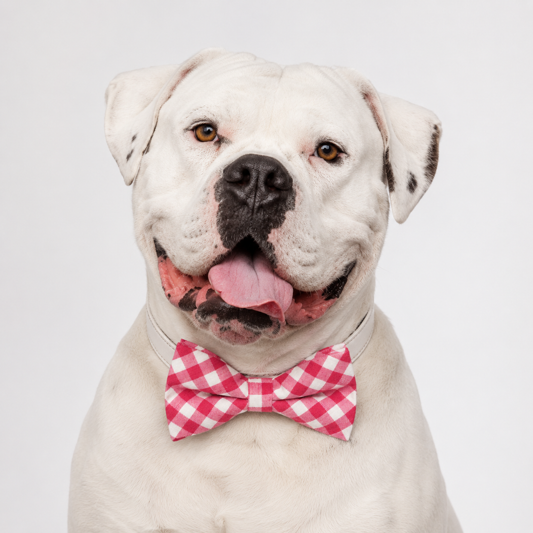 White bulldog wearing a pink gingham bow tie collar with white vegan leather collar and classic country-inspired style
