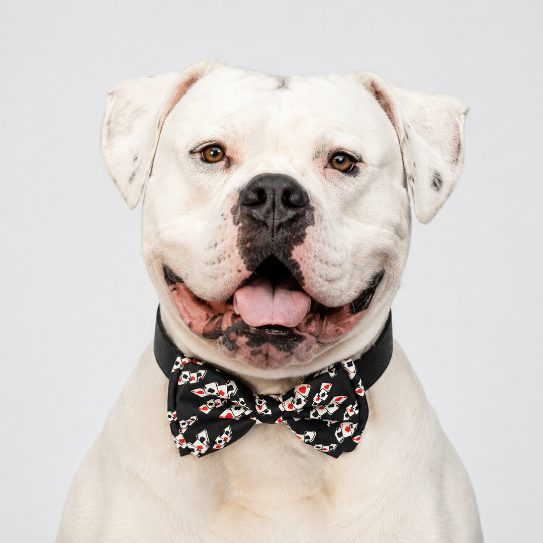 White bulldog wearing a black playing card pattern bow tie collar with black vegan leather collar and silver-tone hardware