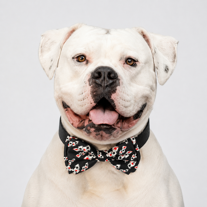 White bulldog wearing a black playing card pattern bow tie collar with black vegan leather collar and silver-tone hardware