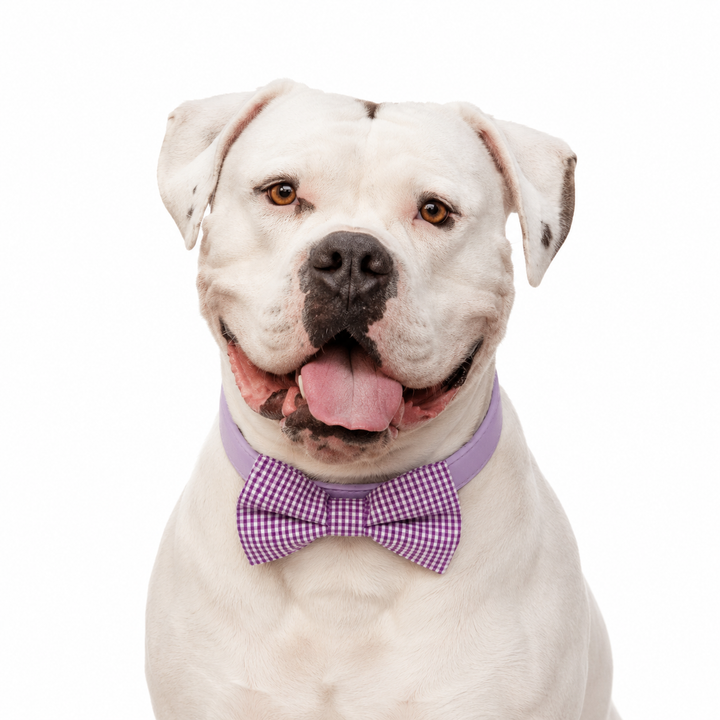 White Bulldog wearing a purple gingham bow tie collar with lavender vegan leather collar