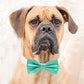 Aquamarine bow tie collar, Black Gray Brown Ivory Copper Gold or Aqua, blue or Nav leather dog collar, Puppy bow collar, Aquamarine wedding , Wedding dog collar