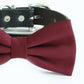 Burgundy bow tie collar, handmade Puppy bow tie, XS to XXL collar and bow adjustable Dog ring bearer ring bearer, Burgundy bow tie , Wedding dog collar