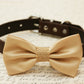 Champagne Dog Bow Tie attached to collar, Country Rustic wedding, Burlap , Wedding dog collar