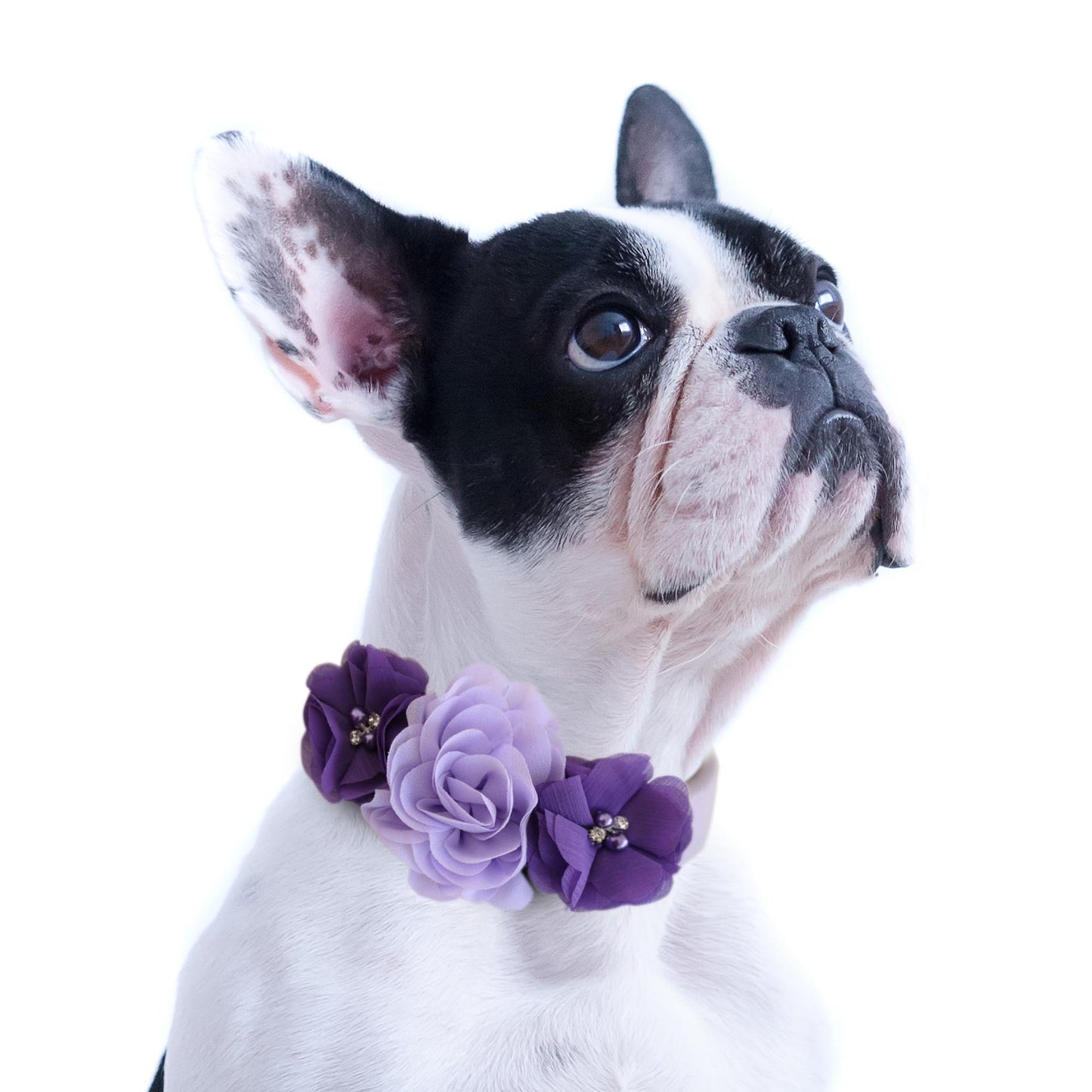 Handmade Lilac purple Flower dog collar, flower leather collar, Dog ring bearer proposal XS to XXL collar, Puppy Girl flower collar , Wedding dog collar