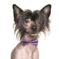 English Lavender bow tie collar Dog ring bearer dog ring bearer XS to XXL collar and bow tie, Puppy bow tie leather adjustable dog collar , Wedding dog collar