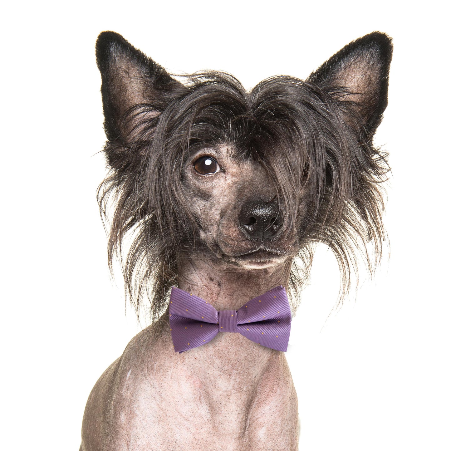 English Lavender bow tie collar Dog ring bearer dog ring bearer XS to XXL collar and bow tie, Puppy bow tie leather adjustable dog collar , Wedding dog collar