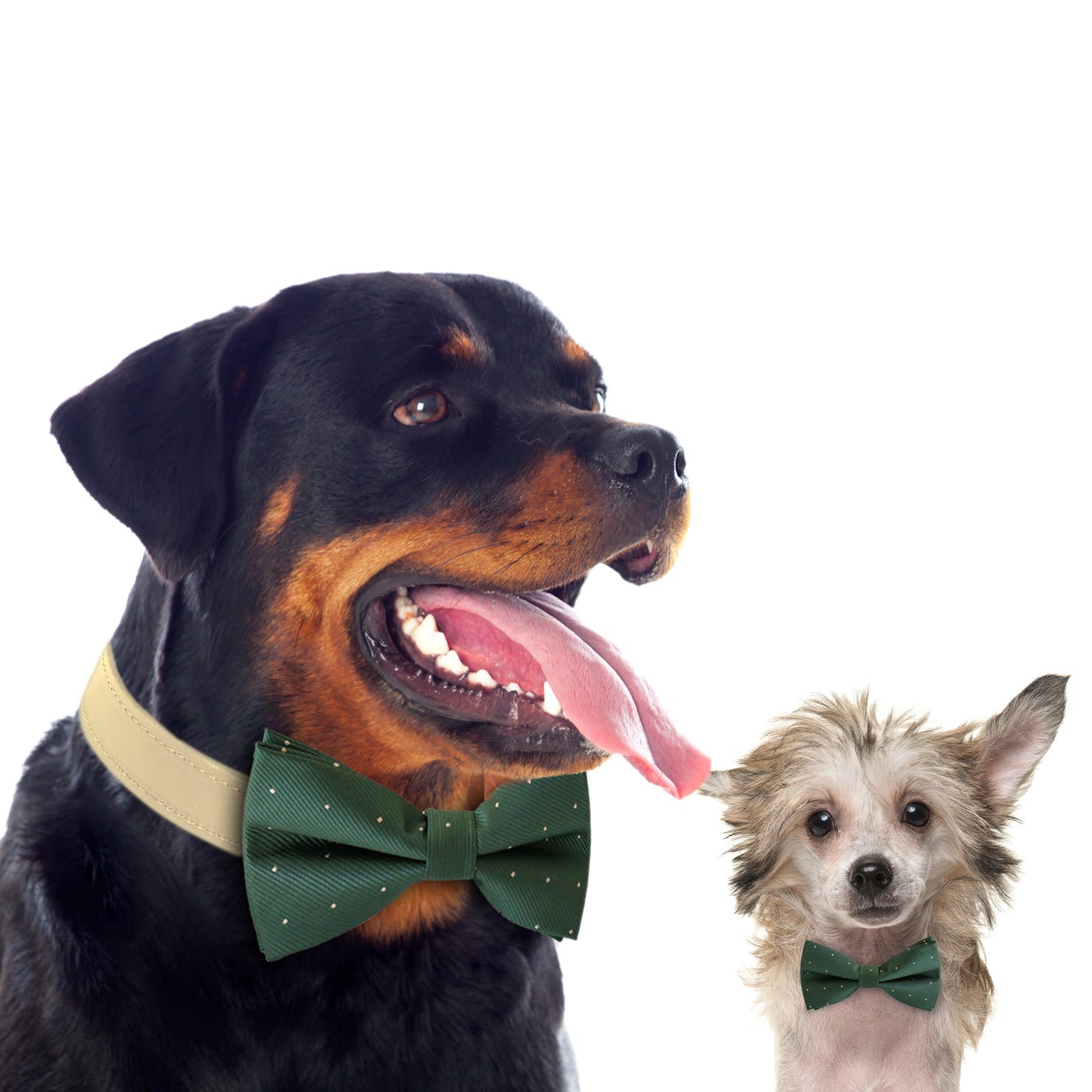 Green bow tie collar Dog ring bearer dog ring bearer XS to XXL collar and bow tie, Puppy bow tie leather adjustable dog collar , Wedding dog collar