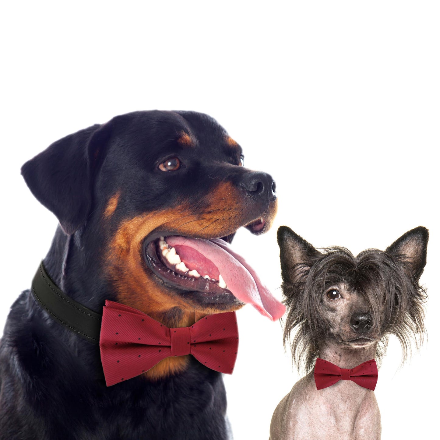 Red bow tie collar Dog ring bearer dog ring bearer XS to XXL collar and bow tie, Puppy bow tie leather adjustable dog collar , Wedding dog collar
