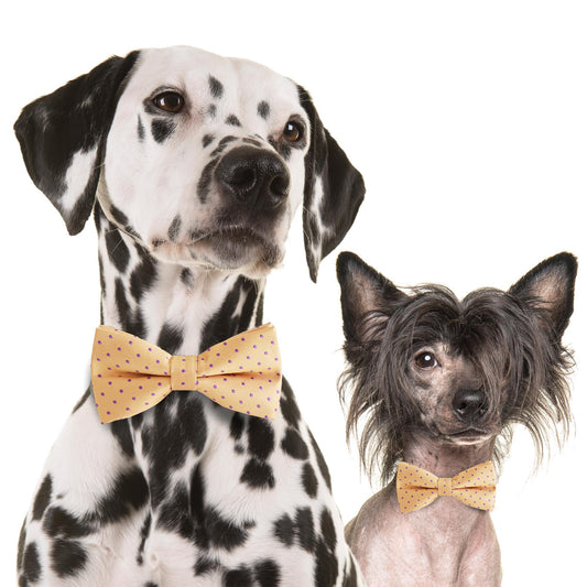 Cream bow tie collar Dog ring bearer dog ring bearer XS to XXL collar and bow tie, Puppy bow tie leather adjustable dog collar , Wedding dog collar