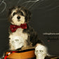 Burgundy dog Skull bow tie attached to dog collar, Halloween pet accessory , Wedding dog collar