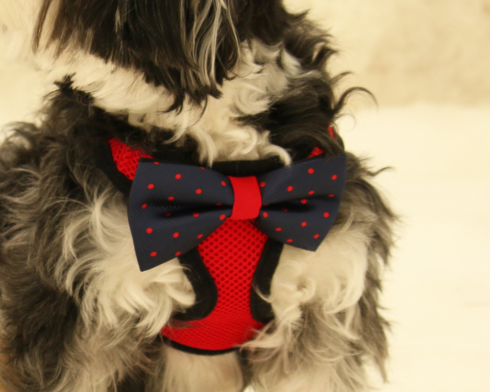 Dog harness shop with bow tie