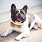Gold Dog Bow Tie collar, Copper, Brown, Ivory, Champagne, black dog collar, boy dog collar, Dog ring bearer, Dog ring bearer, gold bow tie , Wedding dog collar