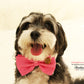 Hot Pink Dog Bow tie attached to collar, birthday gift, dog wedding accessory , Wedding dog collar