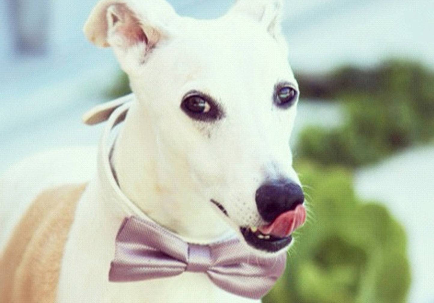 Lavender wedding Dog Bow Tie with high quality leather collar, wedding, birthday , Wedding dog collar