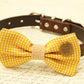 Mustard Dog Bow Tie attached to brown dog collar, Burlap wedding , Wedding dog collar