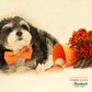 Orange Dog Bow tie attached to collar, beach, birthday gift, wedding accessory , Wedding dog collar