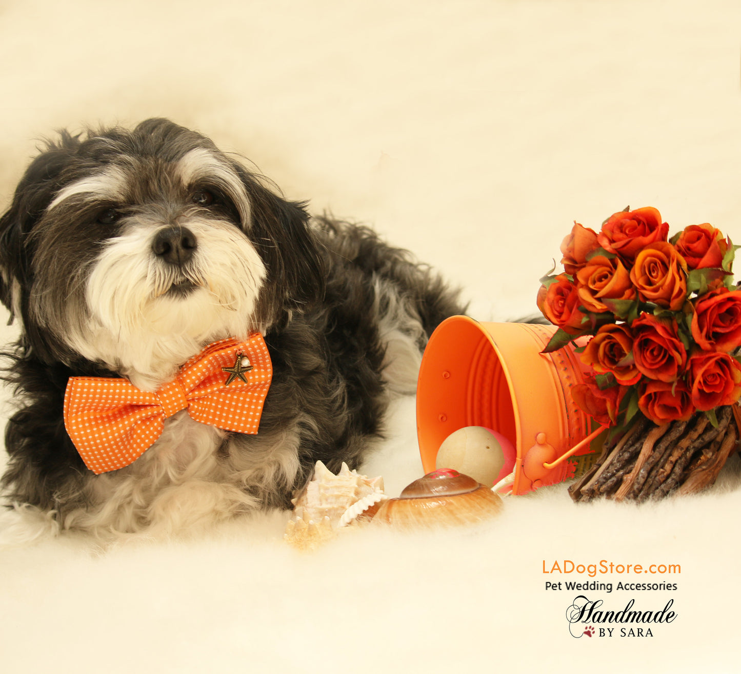 Orange Dog Bow tie attached to dog collar , Wedding dog collar