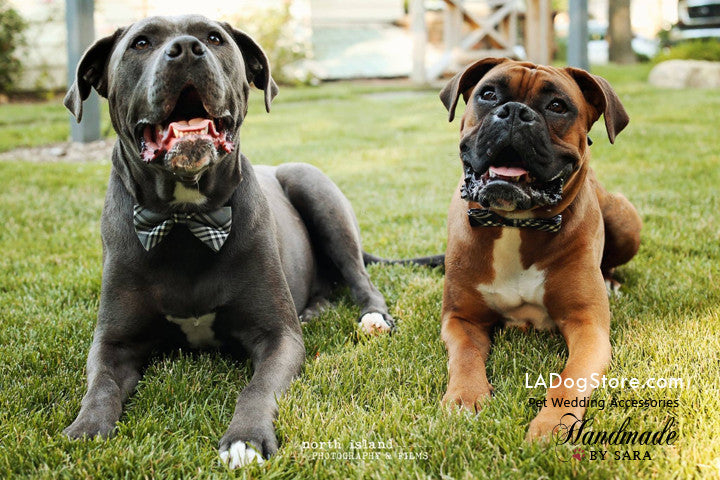 Gray Dog Bow Tie attached to collar, dog birthday, pet accessory , Wedding dog collar