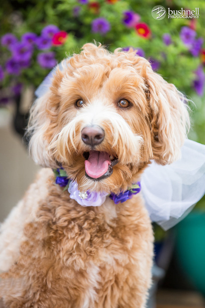 Lavender floral dog collar, Purple wedding, Pet wedding accessory, dog lovers , Wedding dog collar