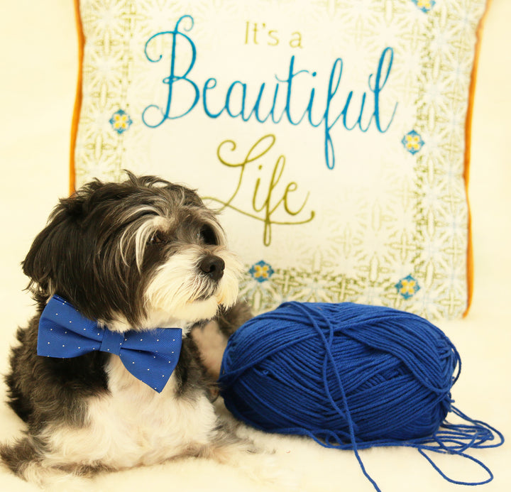 Royal Blue dog bow tie attached to collar, Pet wedding accessory, Dog lovers , Wedding dog collar