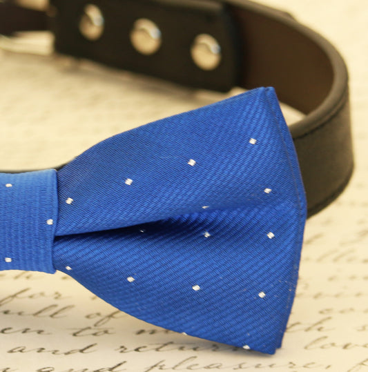 Royal Blue dog bow tie attached to collar, Pet wedding accessory , Wedding dog collar
