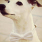 White Dog Bow Tie with collar, White wedding, dog accessory , Wedding dog collar