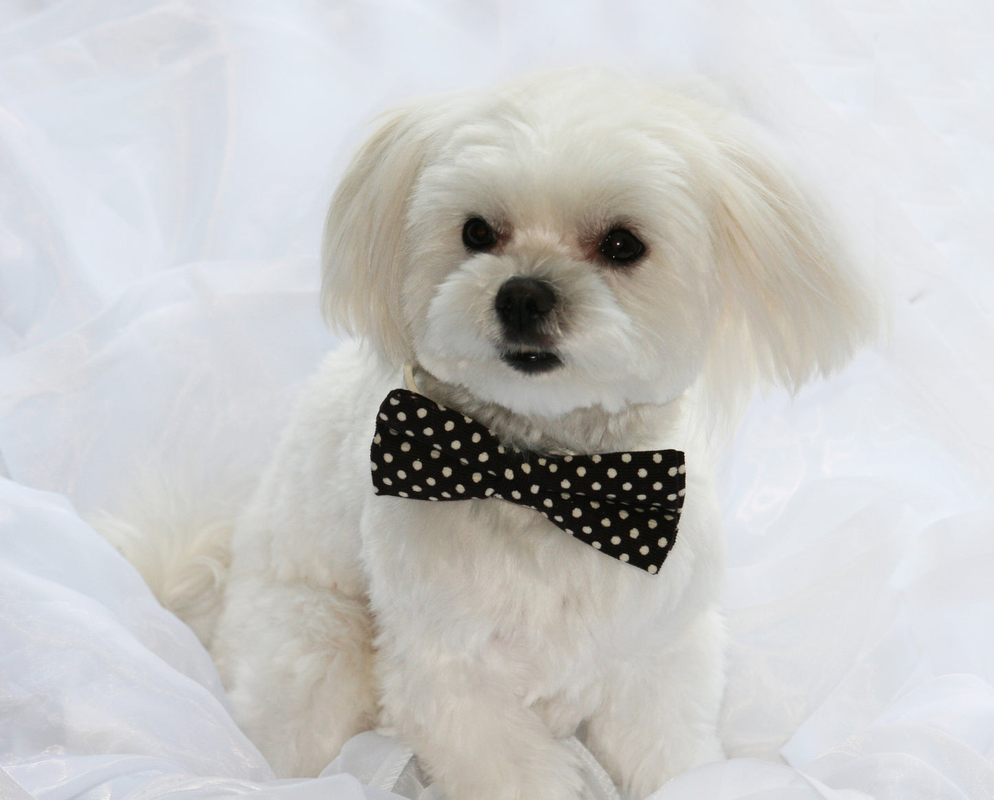 Brown dog bow tie, Pet Wedding Accessories, dog lovers, birthday gift , Wedding dog collar