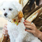 Gold Floral wedding Dog Collar, Cute Floral pet Collar Wedding accessory , Wedding dog collar