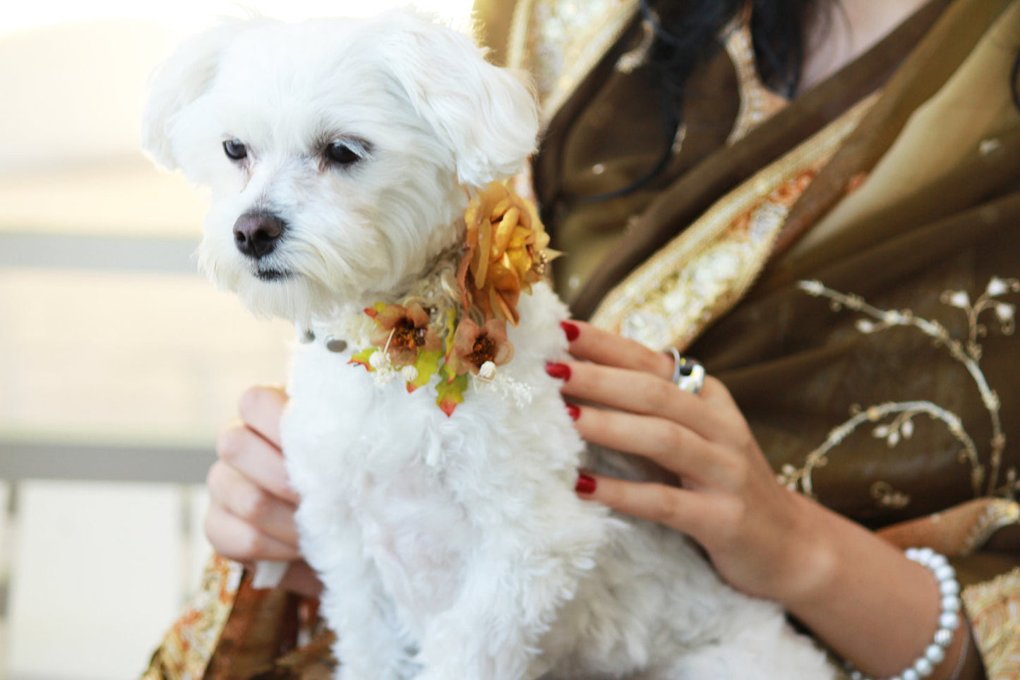 Gold Floral wedding Dog Collar, Cute Floral pet Collar Wedding accessory , Wedding dog collar