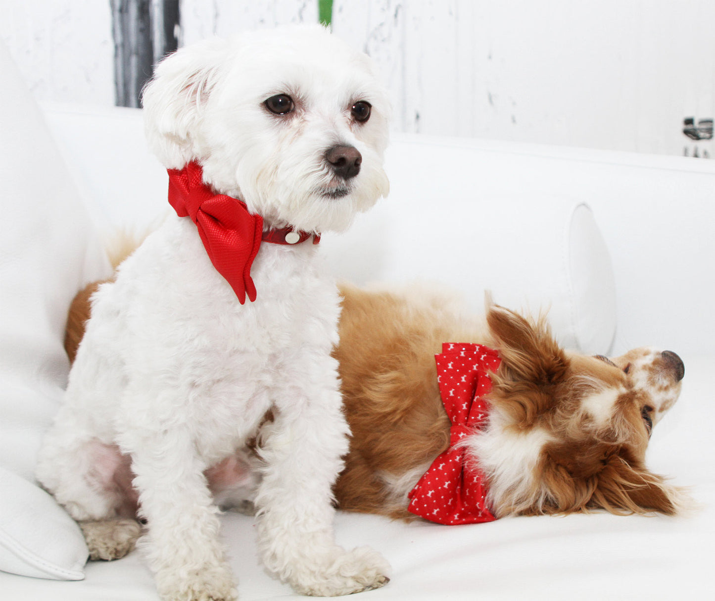 Red dog Bow tie collar, Cute, Puppy Gift, Dog Lovers, pet wedding , Wedding dog collar