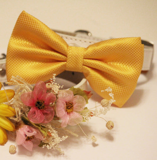 Yellow Wedding Dog Collars -Two Chic Wedding Dog Collars, Yellow dog bowtie and Floral Dog Collar , Wedding dog collar