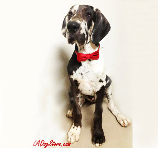 Red Dog Bow Tie with high quality Red leather collar , Wedding dog collar