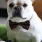 Brown Dog Bow Tie collar, Brown Bow tie, Wedding pet accessory , Wedding dog collar