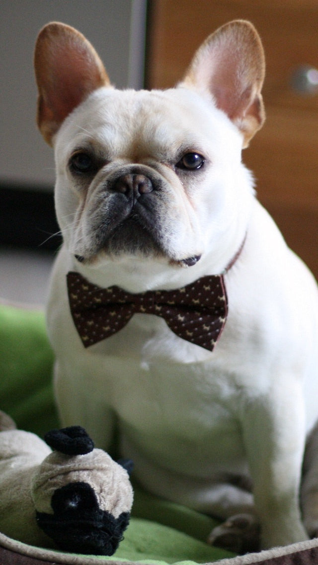 Brown Dog Bow Tie collar, Brown Bow tie, Wedding pet accessory , Wedding dog collar