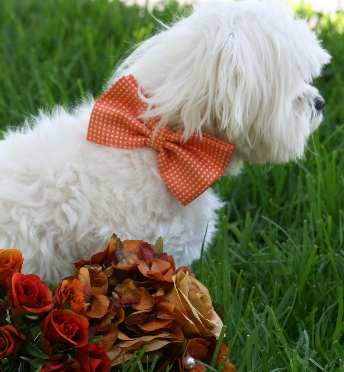 Orange dog bow tie collar, Pet wedding, polka dots , Wedding dog collar