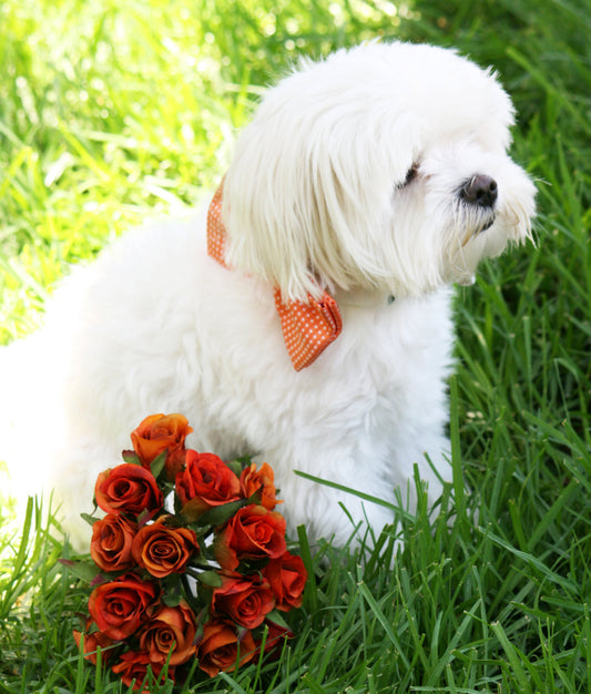 Orange dog bow tie collar, Pet wedding, polka dots , Wedding dog collar