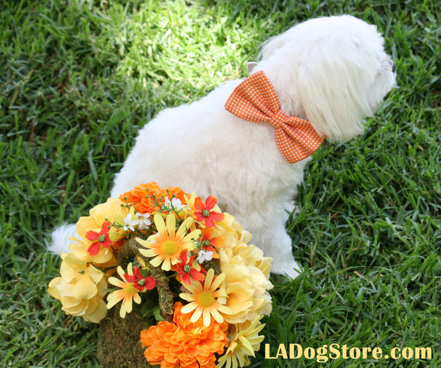 Orange Dog bow tie, Dog Birthday Gift, Summer wedding, Orange wedding , Wedding dog collar