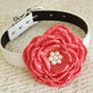 Coral Flower dog collar, Wedding dog collar, Dog birthday gift, Pet Beach wedding , Wedding dog collar