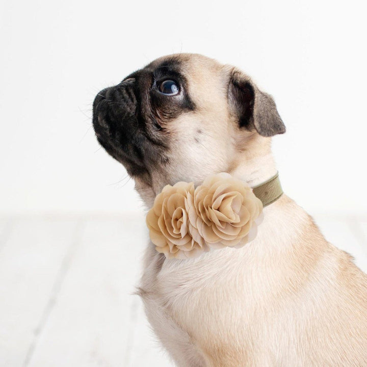 Pug wearing a champagne floral dog collar with handcrafted rose flowers and elegant wedding style design for special occasions